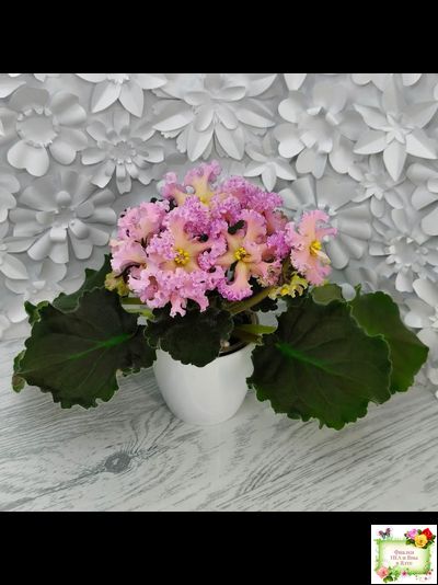 РМ-Оранжевое Лето (Н. Скорнякова) 2022 г. (детка)