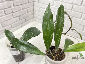 13/12/2024 hoya publicalyx red button