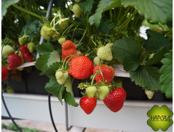 КЛУБНИКА "ФЕРНАНДО" (СРЕДНЕ-ПОЗДНЯЯ, СЛАДКАЯ, НЕПРИХОТЛИВАЯ)