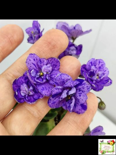 Milady (C.Russell) 01/21/1981 (гёрл-лист)