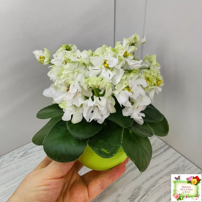 DS-Прекрасное Далеко (Dimetris) 2021 г.