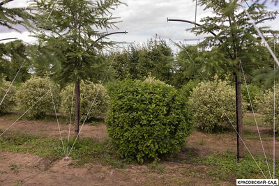 Топиар Дерен Флавирамея в форме шара - Flaviramea