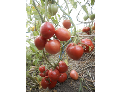 Томат Знаменитая клубника Миссис Шлаубах (Mrs. Schlaubaugh’s Famous Strawberry)