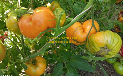 Томат Золотой тети Герти (Aunt Gertie’s Gold) США