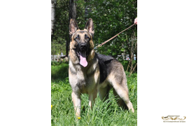 Барвиттера Пахан