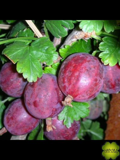 Крыжовник "Колобок" (сочный, слабошипованный, неприхотливый) ВЗРОСЛЫЙ КУСТ С ЯГОДАМИ