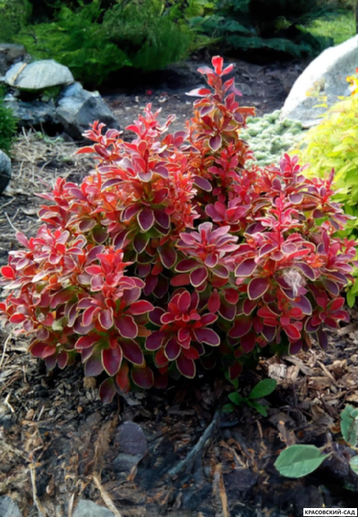 Барбарис тунберга Coronita