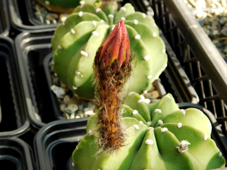 Echinopsis subdenudata Х Psl.ancistrophora F2 - 5 семян