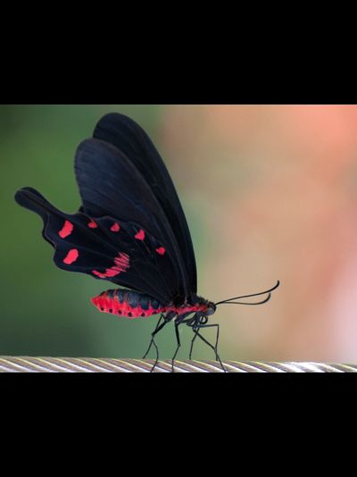 Салют из 17 тропических бабочек.