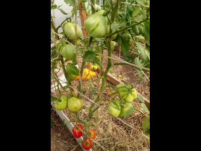 Томат Кунео гигантская груша (Cuneo Giant Pear) США