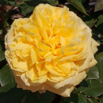 Тулуз Лотрек (Toulouse-Lautrec) роза