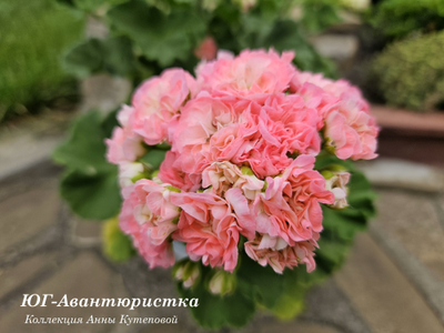 Пеларгония ЮГ-Авантюристка