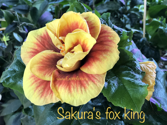Гибискус Sakura's fox king