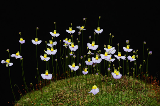 Utricularia Bisquamata