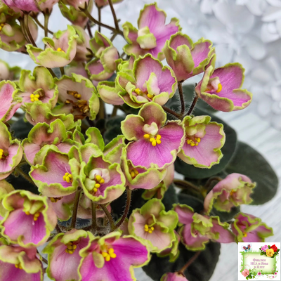 ЛЕ-Ярита (Е.Лебецкая) 2016 г.