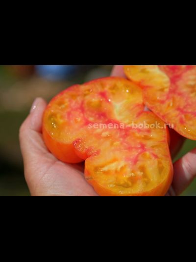 Томат Dwarf Wherokowhai (Гном Фероковкай), 10 шт