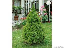 Ель канадская Conica - фото в ландшафте - красовский-сад.рф