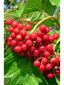 Калина сладкоплодная  Майская сладкая