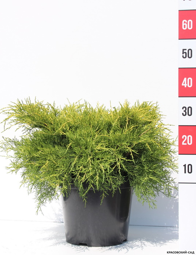 Можжевельник средний Олд Голд - Old Gold