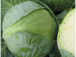 Капуста белокочанная Коронет, 9 шт