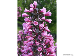 Вейгела цветущая Нана Пурпуреа фото цветения красовский-сад.рф