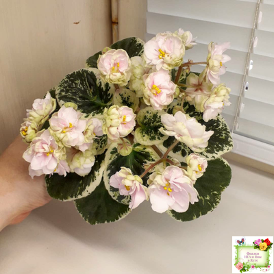 ЛЕ-Элли (Е. Лебецкая)