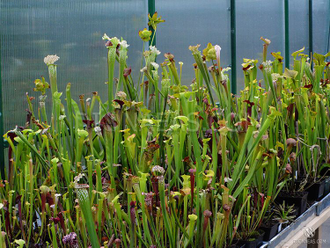 Семена Sarracenia MIX