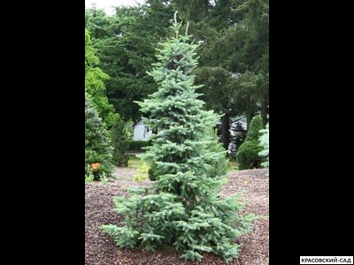 Ель сербская Бранс