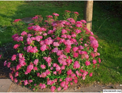 Спирея Энтони Ватерери