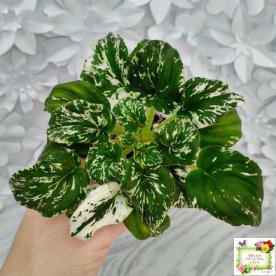 LV-Зюзя (Л. Шевелева) 2025 г. трейлер (клакамас пестролистный)