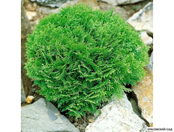 Туя Даника - Danica