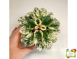 Grog (H.Pittman) (пасынок укоренённый)