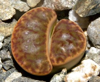 Lithops bromfieldii v.insularis  - 10 семян
