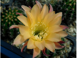 Echinopsis hybrid `Капучино` - 10 семян