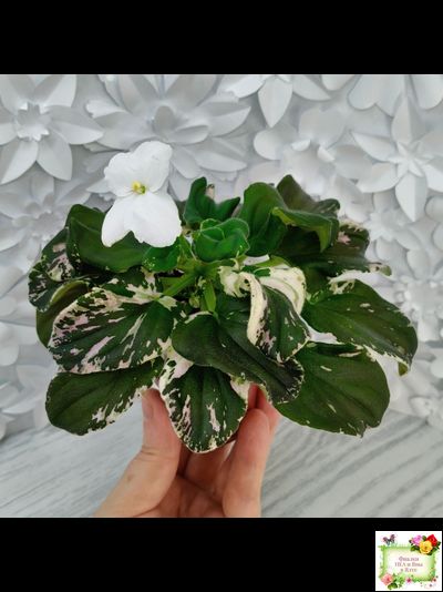 LV-Девятый Вал (Л. Шевелева) 2024 г. трейлер (пестролистный клакамас)