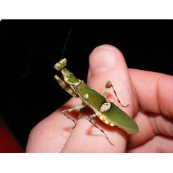 Индийский цветочный богомол (Creobroter meleagris)