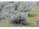 Полынь трехзубчатая (Artemisia tridentata) - 100% натурально эфирное масло