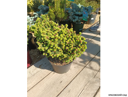 Ель Бигги - Picea abies Biggy