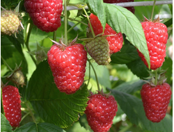 малина крупноягодная бесшипная "Гордость России"