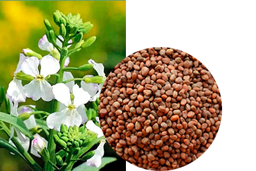 Редька маслиничная