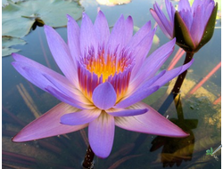 Нимфея Тина