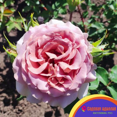 Мокароза (Mokarosa)