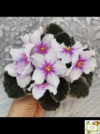 Dn-Love Time (Д. Денисенко) 2021 г.