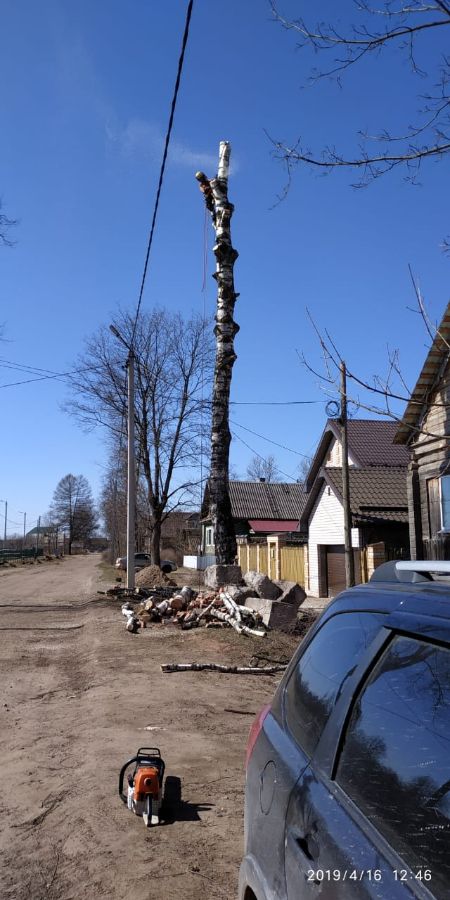 Спил березы по частям на ул. Либкнехта в Крестцах