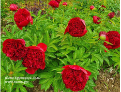 Пион Red Charm (Ред Чарм)