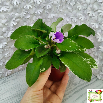 LV-Птичка, Лети! (Л. Шевелева) (лист посажен 21.10.25)