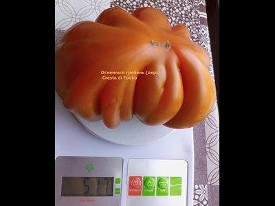 Томат Огненный гребень (охра) (Cresta di Fuoko)