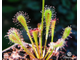 Drosera Nidiformis