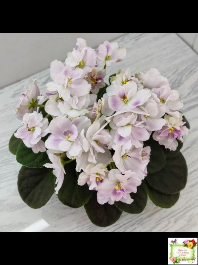 Mac's Southern Springtime (G.McDonald) (лист посажен 29.01.26)