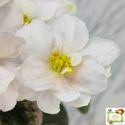 Golden Eye (S. Sorano)